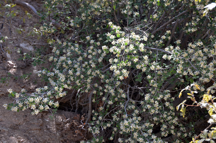 Amelanchier utahensis, Utah Serviceberry